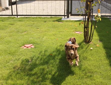 愛犬が元気よく安心して走り回れるお庭が完成!!