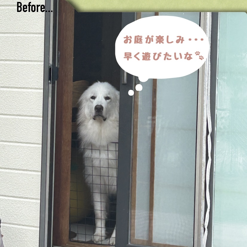 ドッグラン完成を待つグレートピレニーズの愛らしい様子